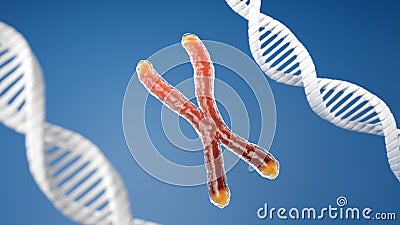 Chromosome and telomere with DNA helix blue background Stock Photo