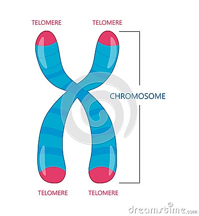 Telomere is the End of a Chromosome Vector Illustration
