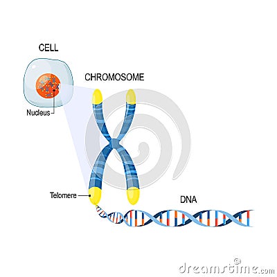 Telomeres. Cell Structure. Vector Illustration