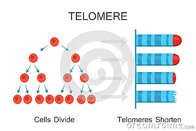 Telomeres Shorten with Age Diagram Vector Illustration