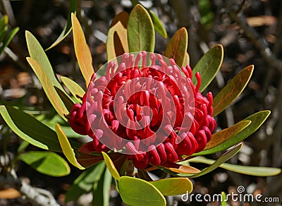Telopea Braidwood Brilliant a Proteaceae in Aust native garden 1 Stock Photo