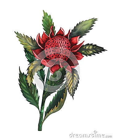 Telopea waratah australian red flower watercolour illustration isolated on white Cartoon Illustration