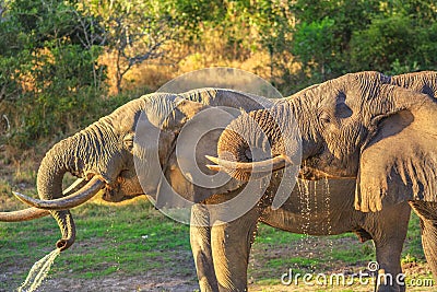 Tembe Elephant Park Stock Photo