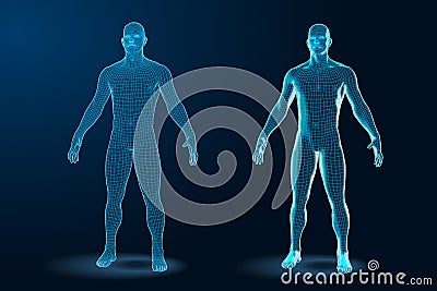 Temlate set of Human Body 3D Polygonal Wireframe Blueprint. Vector Illustration Vector Illustration