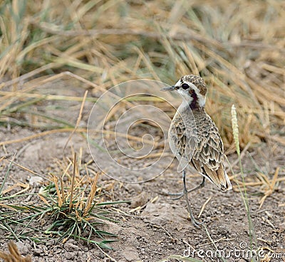 Temminck's Courser Stock Photo