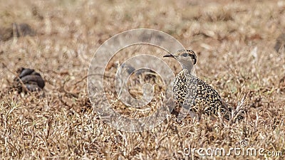 Temminck`s Courser Chick in Field Stock Photo