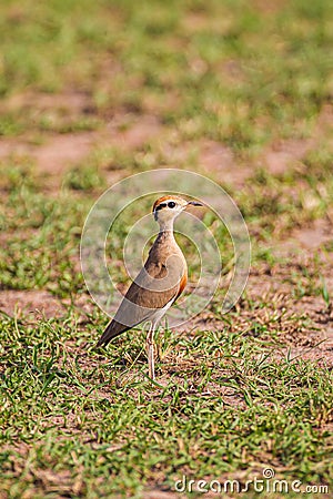 Temminck's courser on the ground near its nest in the Masai Mara Stock Photo