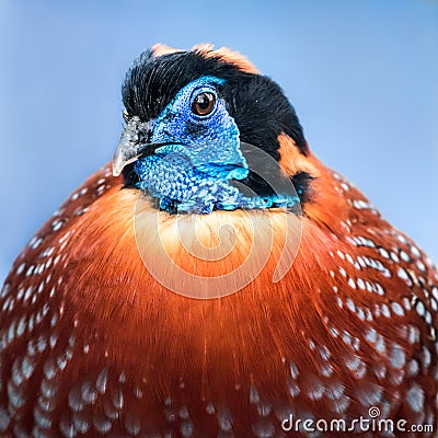 Temminck's Tragopan III Stock Photo