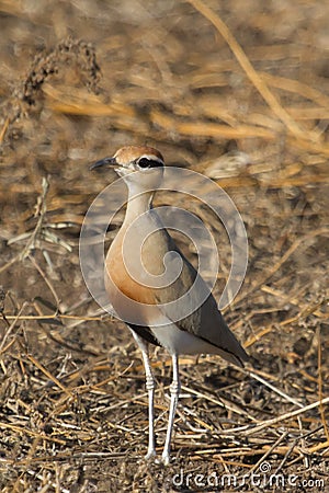 Temmincks Courser Cursorius temminckii standing in the dry grass with bokeh Stock Photo
