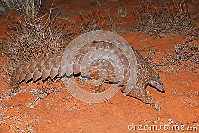 Temmincks ground pangolin foraging - South Africa Stock Photo