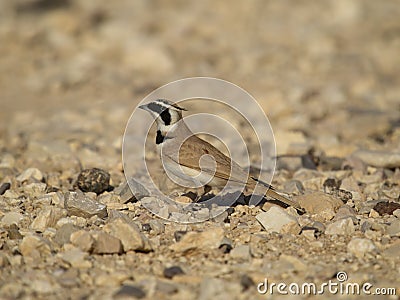 Temmincks lark, Eremophila bilopha Stock Photo