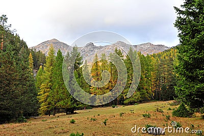 Temperate forest of Swiss National Park Stock Photo