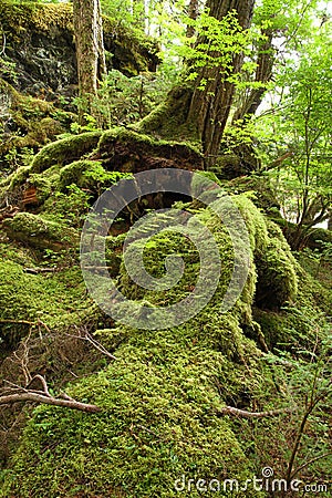 Temperate Rainforest Stock Photo