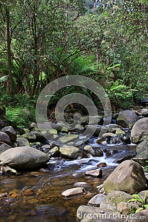 Temperate Rainforest Creek Stock Photo