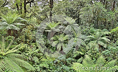 Temperate Rainforest with fern trees (Fjordland, New Zealand) Stock Photo