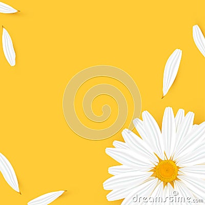 Template banner with realistic chamomile Vector Illustration