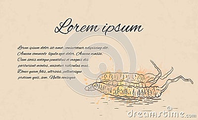 Template of blank with linear pattern of Cordyceps, grungy scuffs and a place for text. Vector Illustration