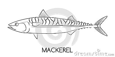 Mackerel. Commercial Fish species. Vector Illustration