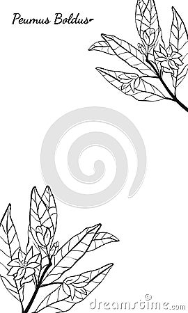 Template for design with boldo plant Vector Illustration