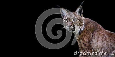 Template of a lynx on black background Stock Photo