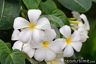Fresh beautiful white temple flower Stock Photo