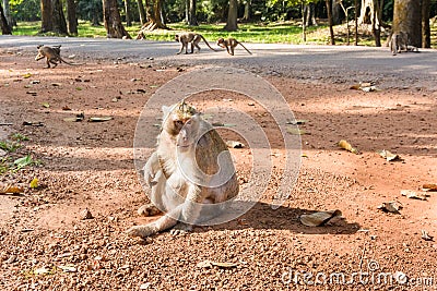 Temple Monkey in Angkor Wat Stock Photo