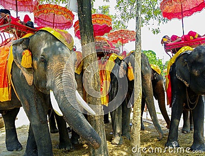 June 2011 Ayutthaya, Thailand - Elephants and owners are resting under the shade trees. Editorial Stock Photo