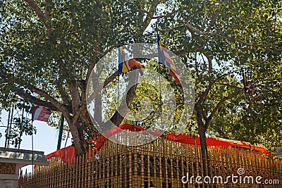 Temple of Sri Maha Bodhi the oldest planted tree, Anuradhapura Stock Photo