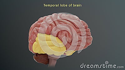 Temporal lobe of human brain Stock Photo