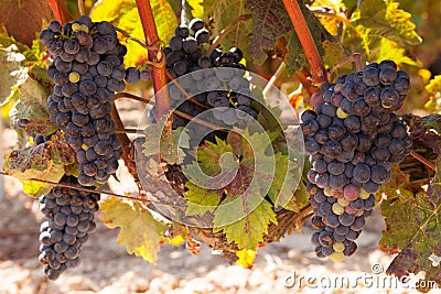 Tempranillo Grapes, Rioja Region, Spain Stock Photo