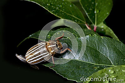 Ten-Lined June Beetle Stock Photo