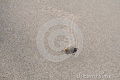 Ten-lined June Beetle in the Sand Stock Photo