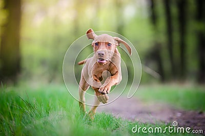 Ten week old puppy of vizsla dog running in the forrest Stock Photo