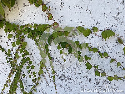 tenacious bindweed on the wall of an old building Stock Photo