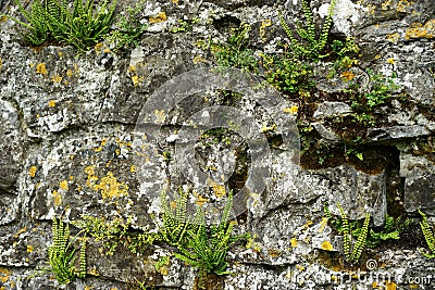 Tenacious ferns succeed in rocky habitat Stock Photo