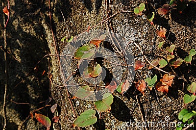 Tenacious leaves on the Shek Pik Stock Photo