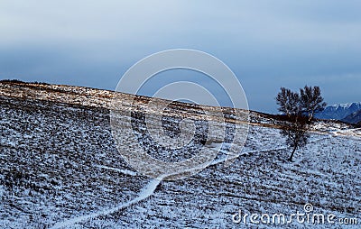 Tenacious of life Stock Photo