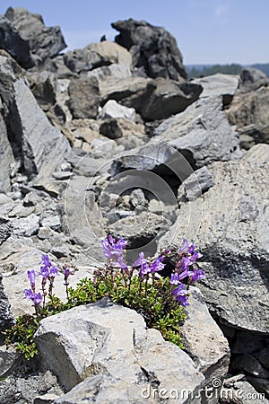 Tenacious plants Stock Photo