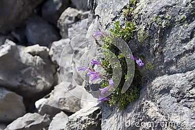 Tenacious plants Stock Photo