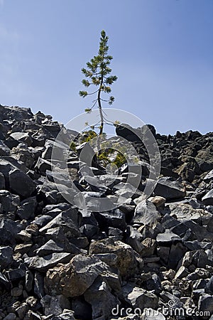 Tenacious plants Stock Photo