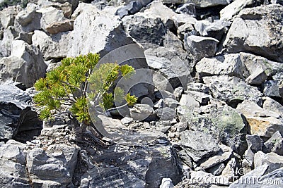 Tenacious plants Stock Photo