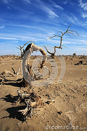 Tenacious populus euphratica Oliv Stock Photo