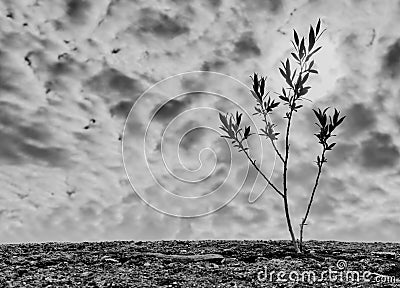 Tenacious tree sapling growing up through a stone wall black and white Stock Photo