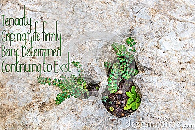 Tenacity - Small plants growing in holds erroded in rock - Room for copy Stock Photo