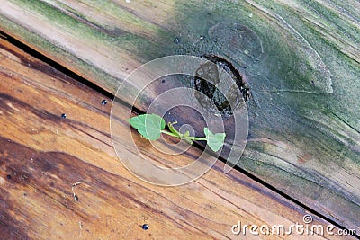 Tenacity - Tiny plant grows in crack between two boards Stock Photo