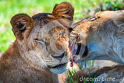 Lioness demonstrates tendeness by licking a lion Stock Photo
