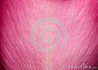 Tender beautiful rose petal texture. Pink rose petal close up. Macro photo of natural rose petal texture. Stock Photo