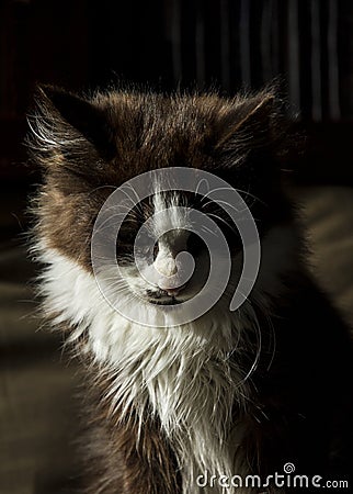 Tender black-haired long-haired kitten looks sad at the floor Stock Photo