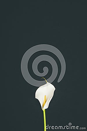 Tender blooming calla flower isolated Stock Photo