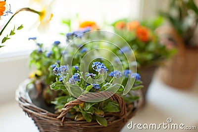 Tender blue forget-me-not flowers in a basket. Stock Photo
